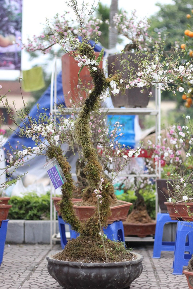 Những cây cảnh Tết giá trên trời dành cho đại gia